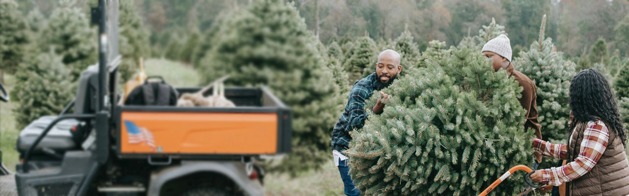 Find great insurance coverage for your Christmas tree farm.
